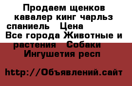 Продаем щенков кавалер кинг чарльз спаниель › Цена ­ 60 000 - Все города Животные и растения » Собаки   . Ингушетия респ.